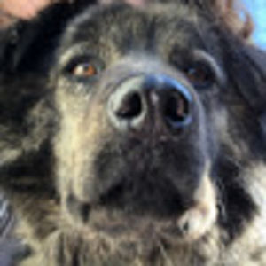 Meet your Posher, Piper